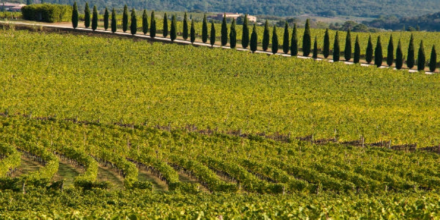 Private Tuscan Wine Tour Experience - Visit Three Wineries –  private tour