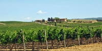 Valpolicella & Amarone Wine Tour - private tour