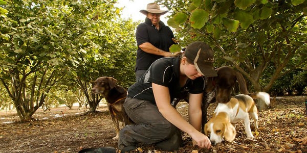 Truffle Hunting Experience with Lunch and Wine Tasting - daytour from Florence to San Gimignano